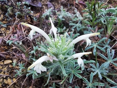 Castilleja mexicana