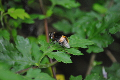 Phytomia