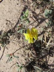 Crocanthemum glomeratum