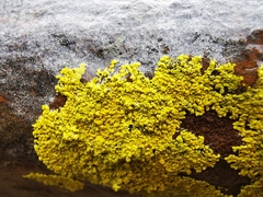 Candelina submexicana