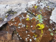 Candelina submexicana