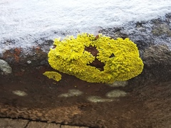 Candelina submexicana