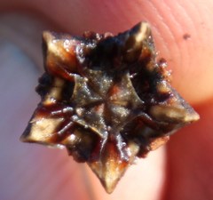 Lampranthus spiniformis