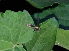 Polybia ruficeps xanthops