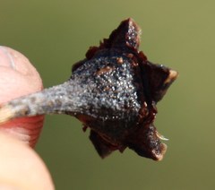 Lampranthus spiniformis