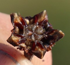 Lampranthus spiniformis