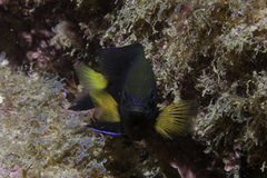 Yellowtip Damselfish photo 3