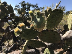 Opuntia atropes