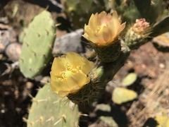 Opuntia atropes