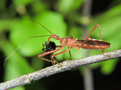 Rocconota tuberculigera
