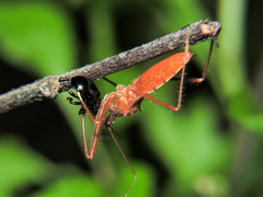 Rocconota tuberculigera