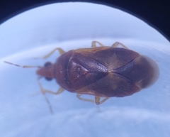 Cardiastethus fasciiventris