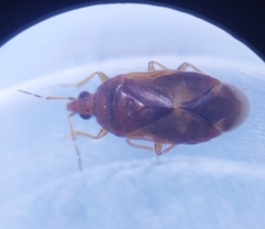 Cardiastethus fasciiventris