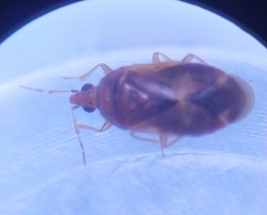 Cardiastethus fasciiventris