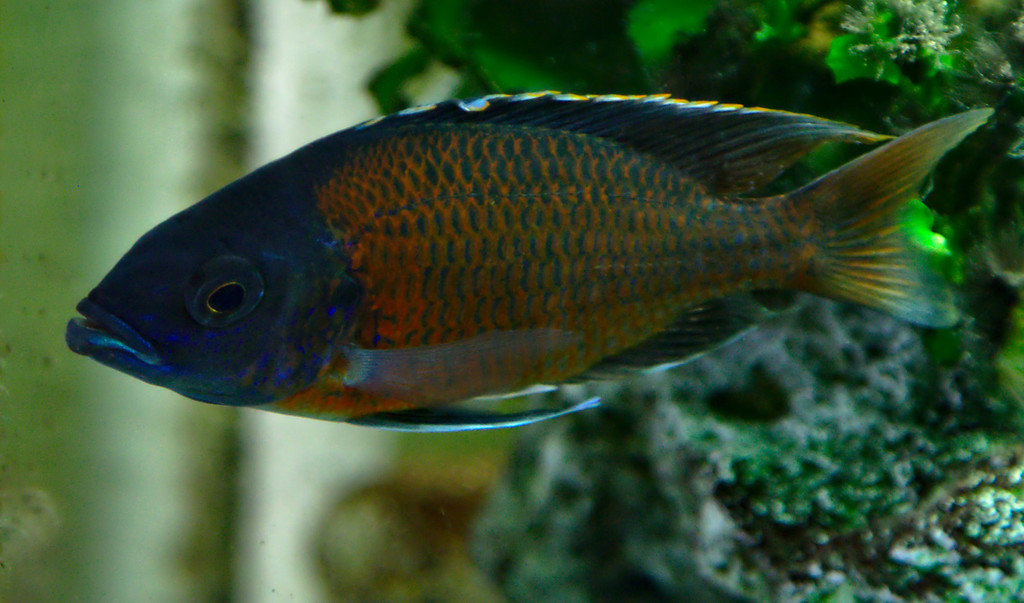 Haplochromis Borleyi Redfin
