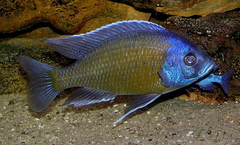 Haplochromis Borleyi Redfin photo 2