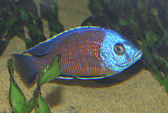 Haplochromis Borleyi Redfin photo 3