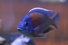 Haplochromis Borleyi Redfin photo 4