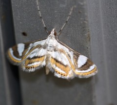 Strepsinoma croesusalis