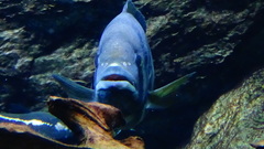 Zebra Tilapia photo 4