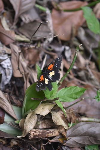 Gaudy Checkerspot