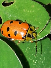 Alagoasa nigromaculata
