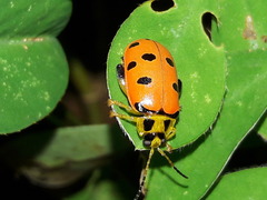 Alagoasa nigromaculata