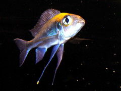 Featherfin Cichlid photo 1