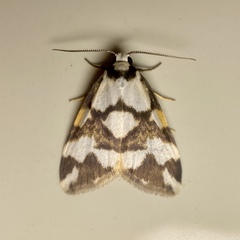 Thallarcha staurocola