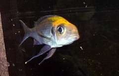 Featherfin Cichlid photo 2