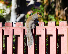 Sciurus carolinensis