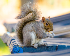 Sciurus carolinensis