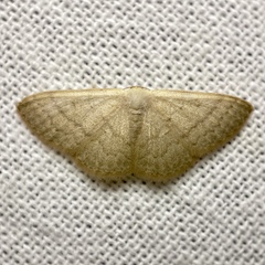 Idaea uniformis
