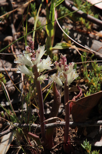 Lachenalia liliiflora