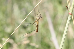 Nephrotoma flavescens