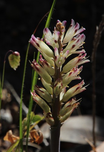 Image of Lachenalia liliiflora by (c) Tony Rebelo, some rights reserved (CC BY-SA)