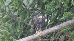 Parabuteo unicinctus