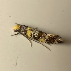 Monopis chrysogramma