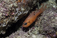 Apogon maculatus