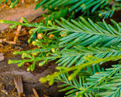 Sequoia sempervirens