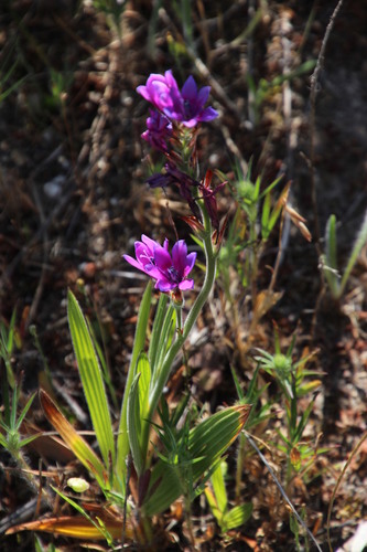 Image of Babiana villosa by (c) Tony Rebelo, some rights reserved (CC BY-SA)