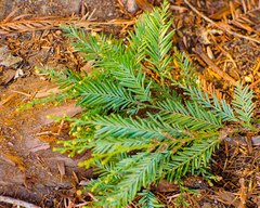 Sequoia sempervirens