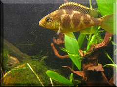 Giraffe Cichlid photo 2