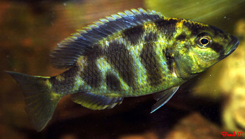 Giraffe Cichlid