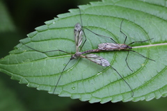 Tipula varipennis