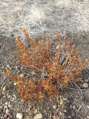 Dyssodia papposa