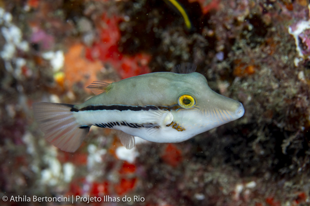 Southern Atlantic Sharpnose-Puffer