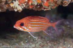 Sargocentron bullisi