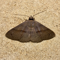 Ophyx eurrhoa