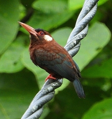 Galbalcyrhynchus leucotis